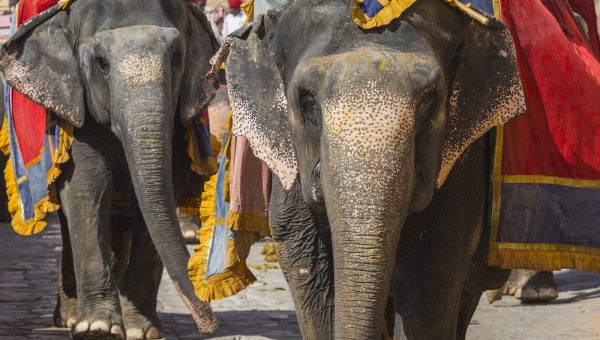 Family Vacation: 4 Wildlife Tours that Your Kids Will Love in India