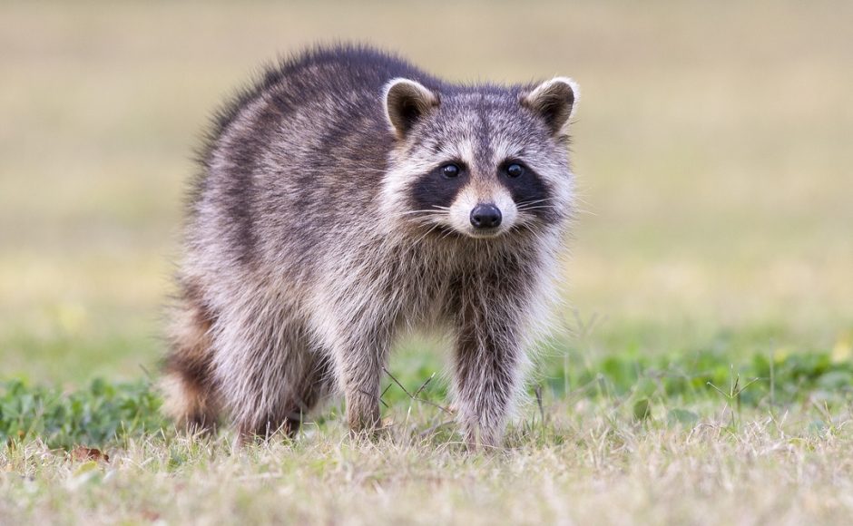 An Unexpected Guest: 5 Ways to Keep Raccoons Out of Your Home