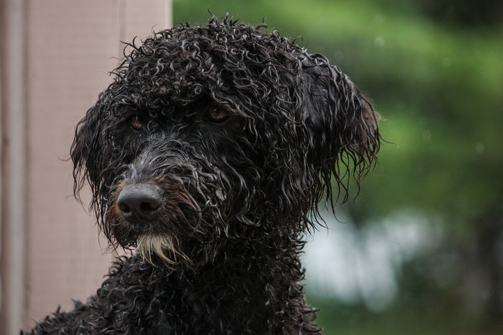 4 Reasons Why Portuguese Water Dogs Are Great Family Pets