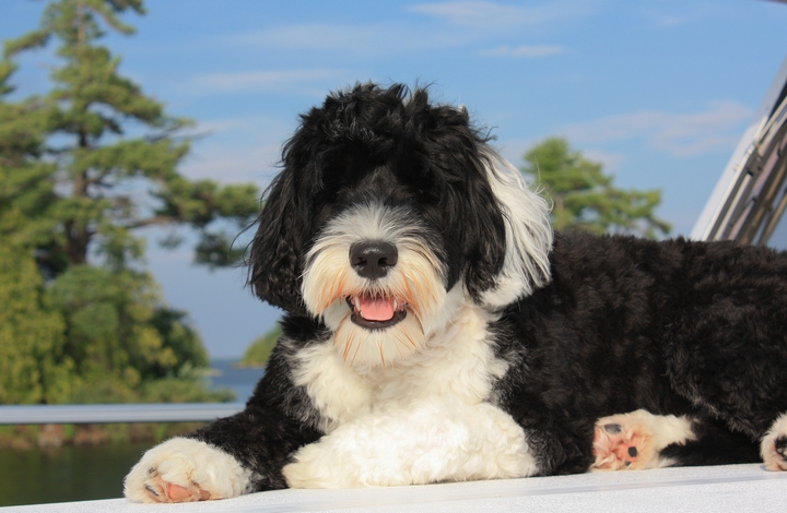 5 Traits You’ll Love About Your Portuguese Water Dog