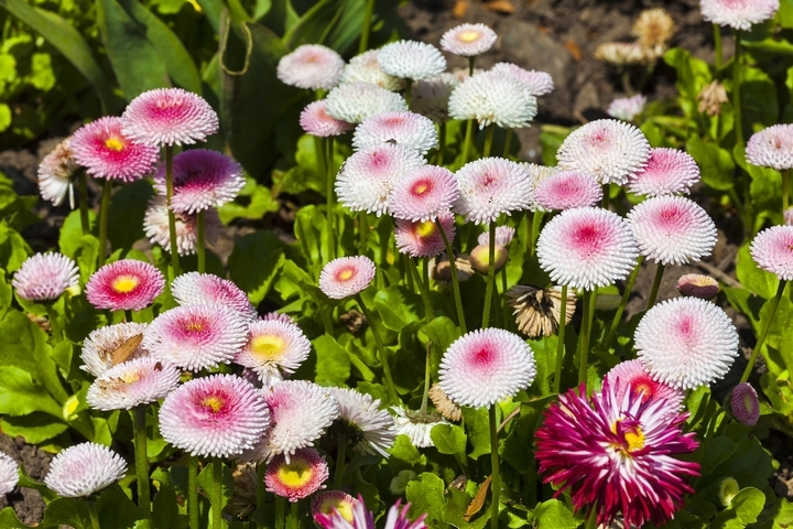 8 Best Garden Flowers for Beautiful Homes