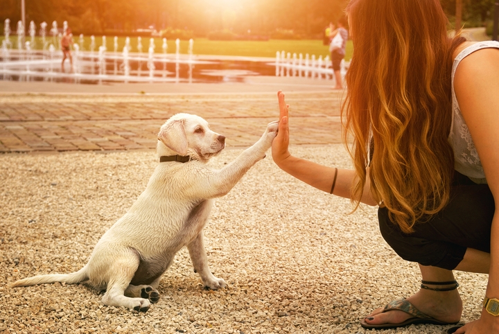 7 Best Dog-Friendly Activities to Do Outside