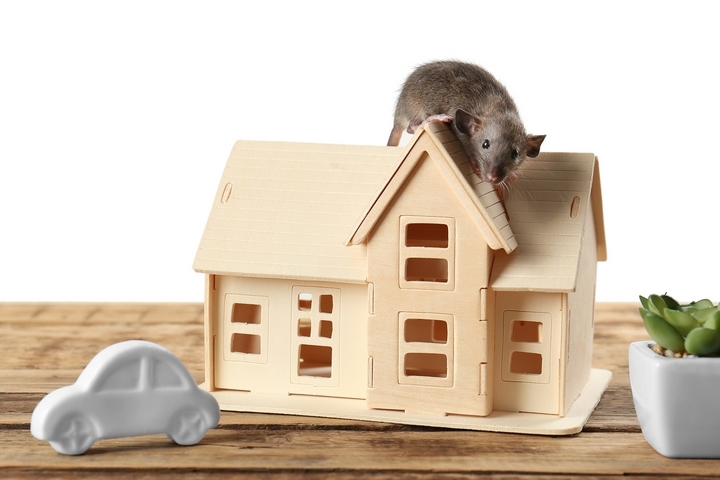 Where Do Mice Hide in a House? 6 Common Entry Points for Mice