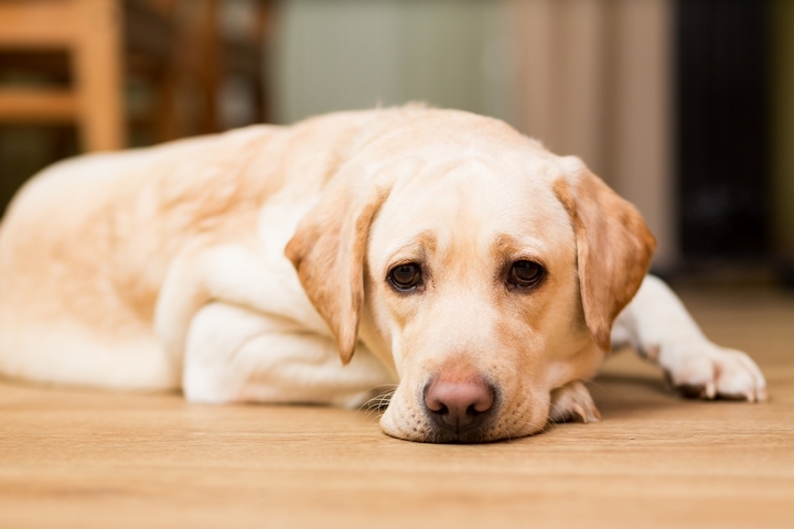 What to Do When a Dog Won’t Eat Dinner