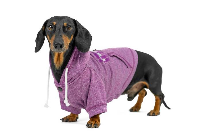 How to Plan Outfits for Your Dog